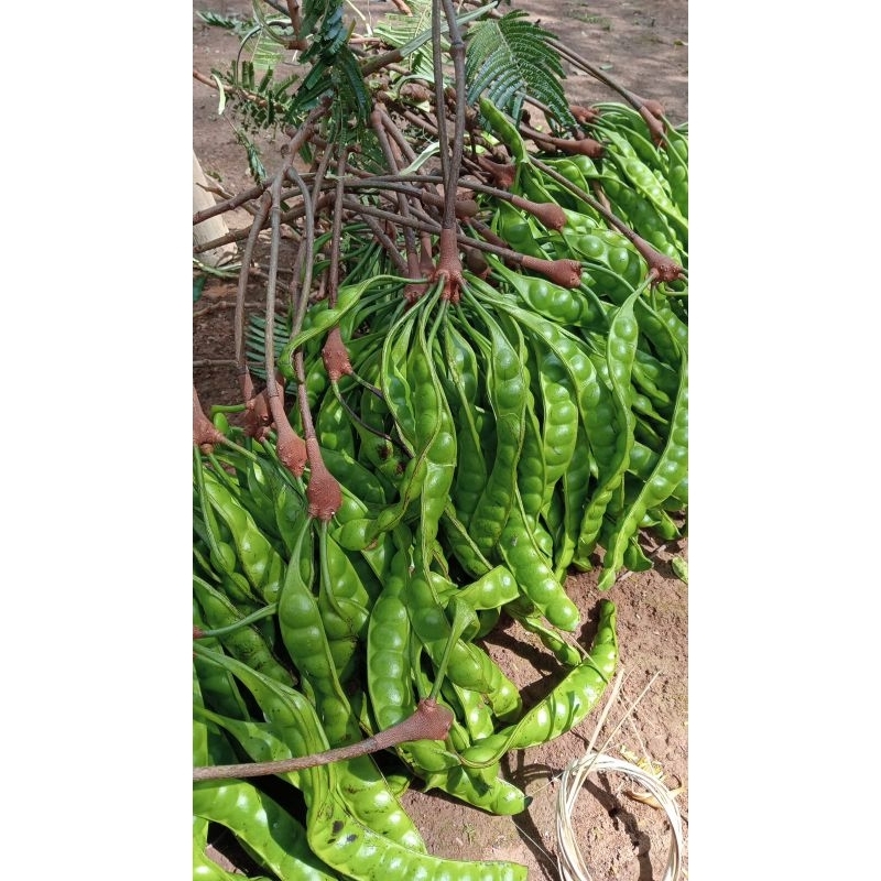 

PETE PETAI SEDANG ISI 5 PAPAN