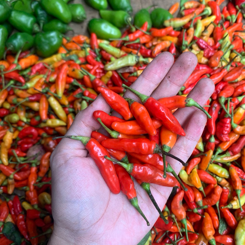 

Cengek domba / cabe rawit merah /cabe setan