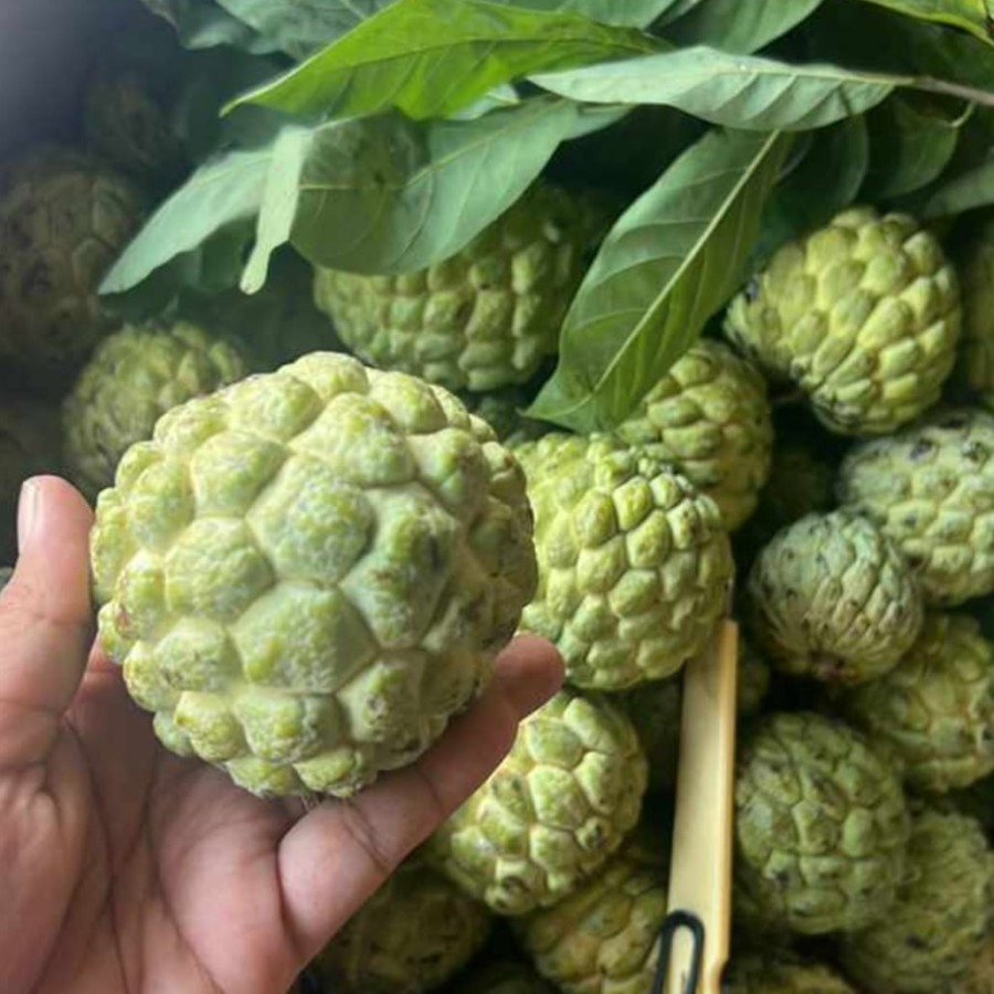 

Buah Srikaya|Buah sarikaya|Juragan Buah Premium1