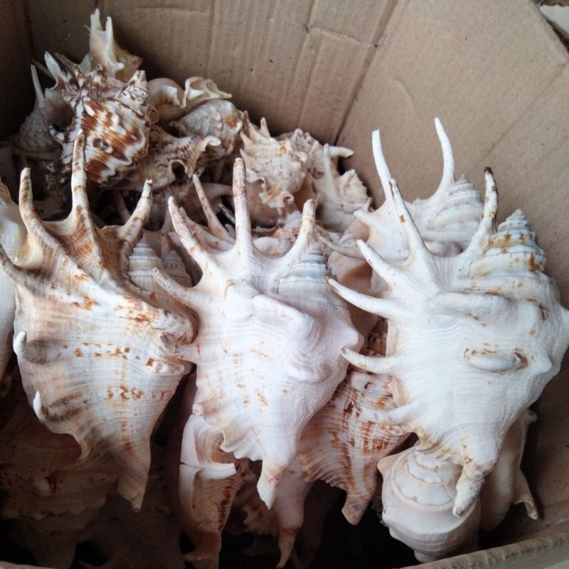 Cangkang kerang Lambis size 11 cm ++ untuk koleksi