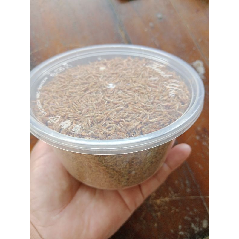 pakan belut, sidat dan ikan hias