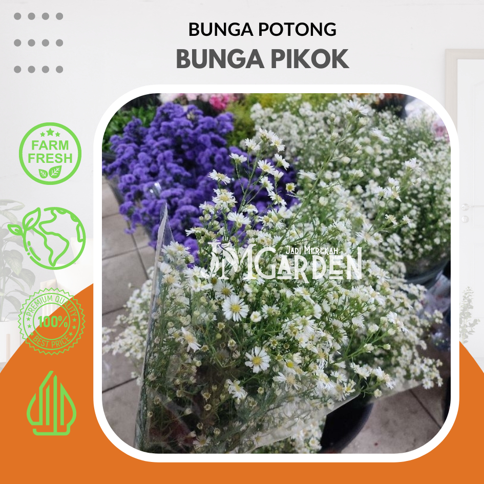 [JM_Garden] Bunga Potong Aster Pikok Segar Berbagai Warna / Pikok Ungu / Pikok Putih / Pikok Pink Pe