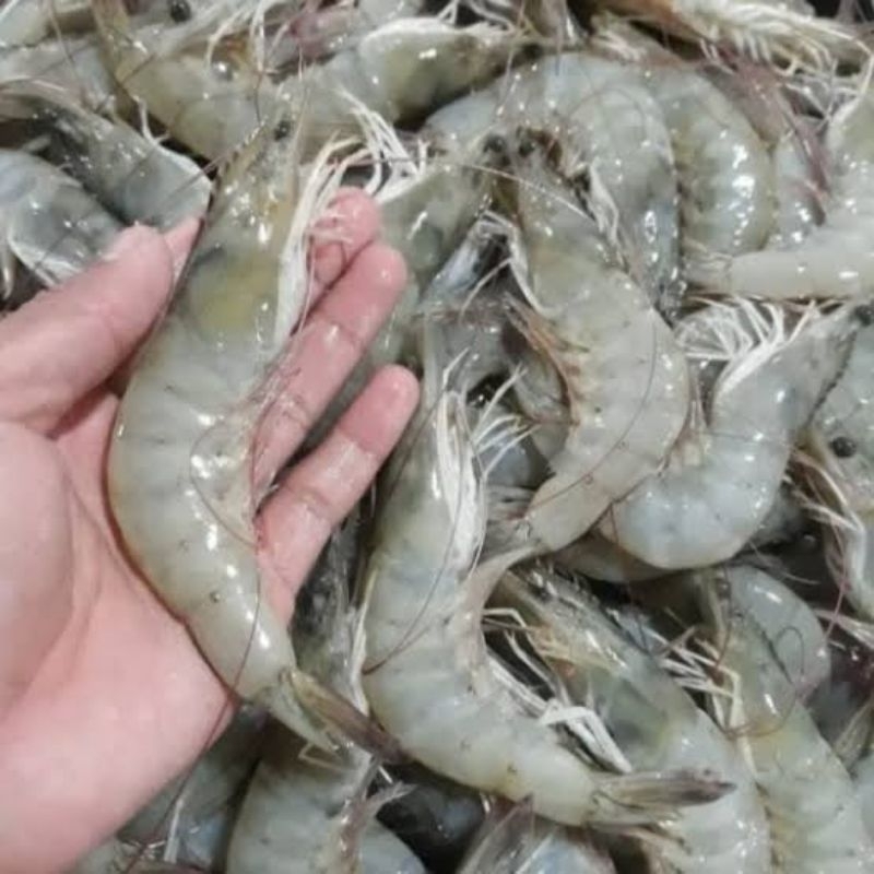 

Udang BESAR