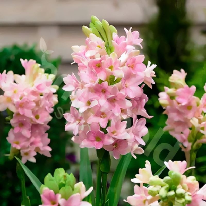 Tanaman hias sedap malam bunga pink / pohon sedap malam bunga pink