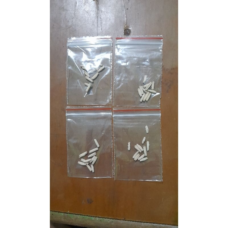 Biji Adenium silangan