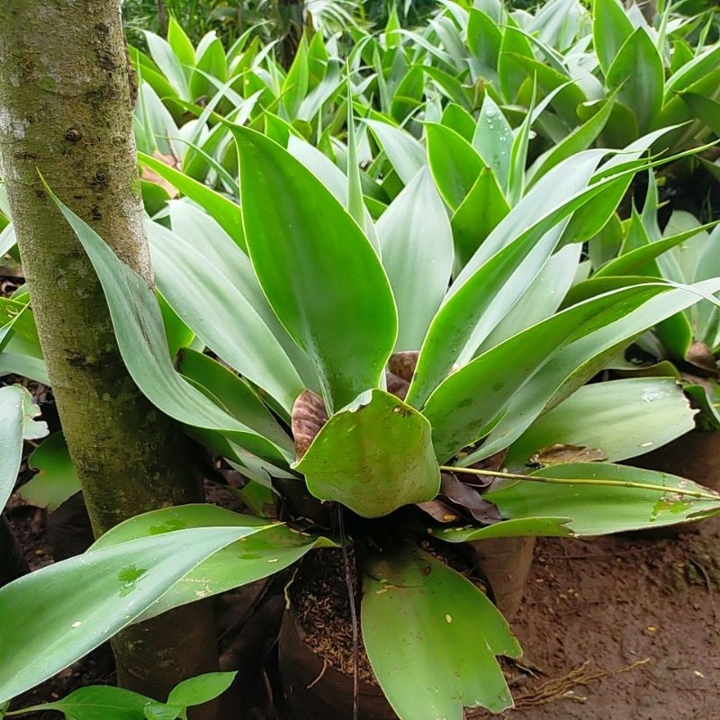 Tanaman siklok Giant  tanaman hias siklok hijau taman kering siklok ukuran besar siklok Giant