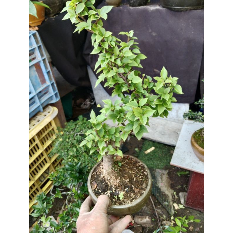 bonsai bugenvil Singapur
