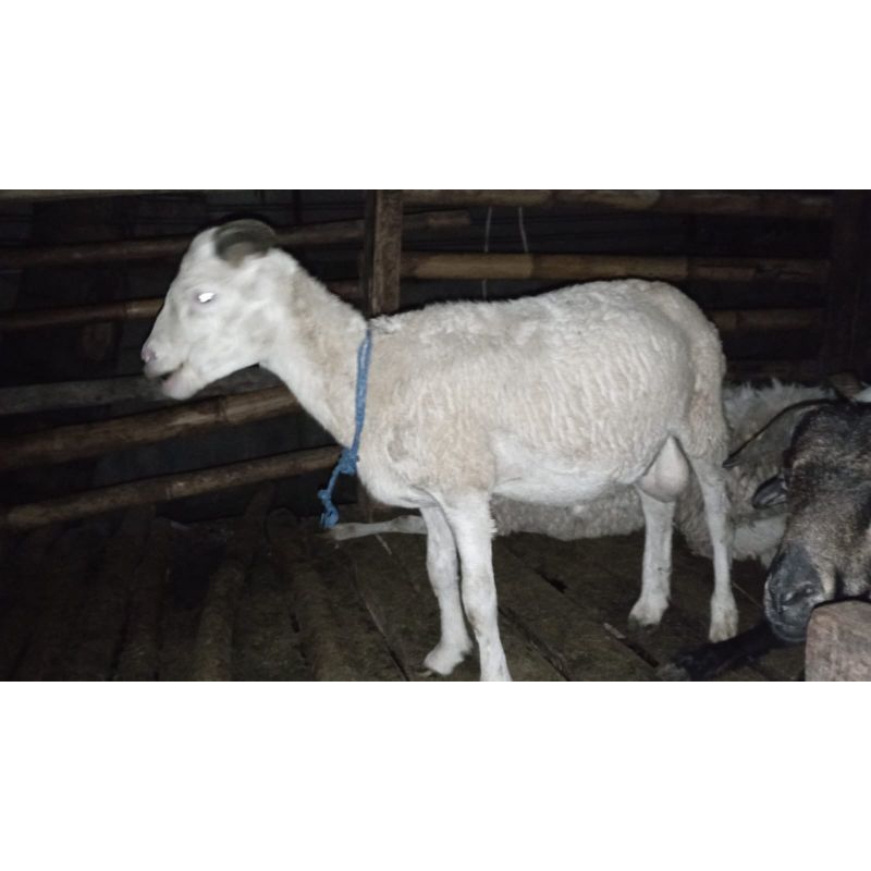 domba qurban dan aqiqah