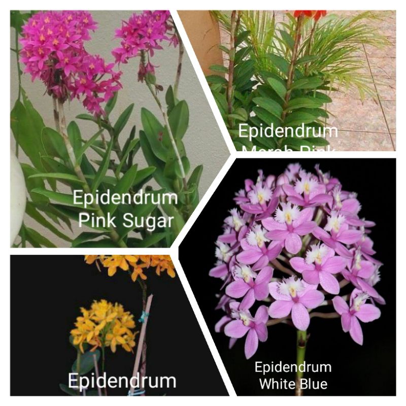 Tanaman hias anggrek epidendfum paket 4 macam aneka bunga