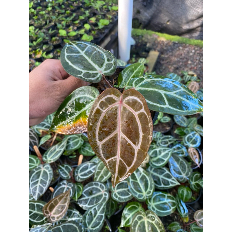 Anthurium Red Crystallinum NSE Original seeds/biji