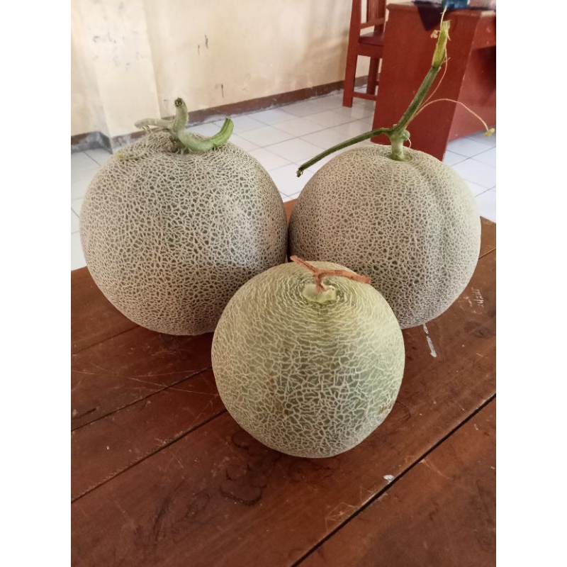 

buah melon segar