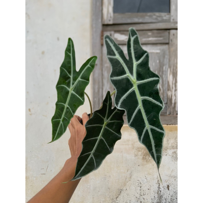 tanaman hias alocasia amazon air mata bunda