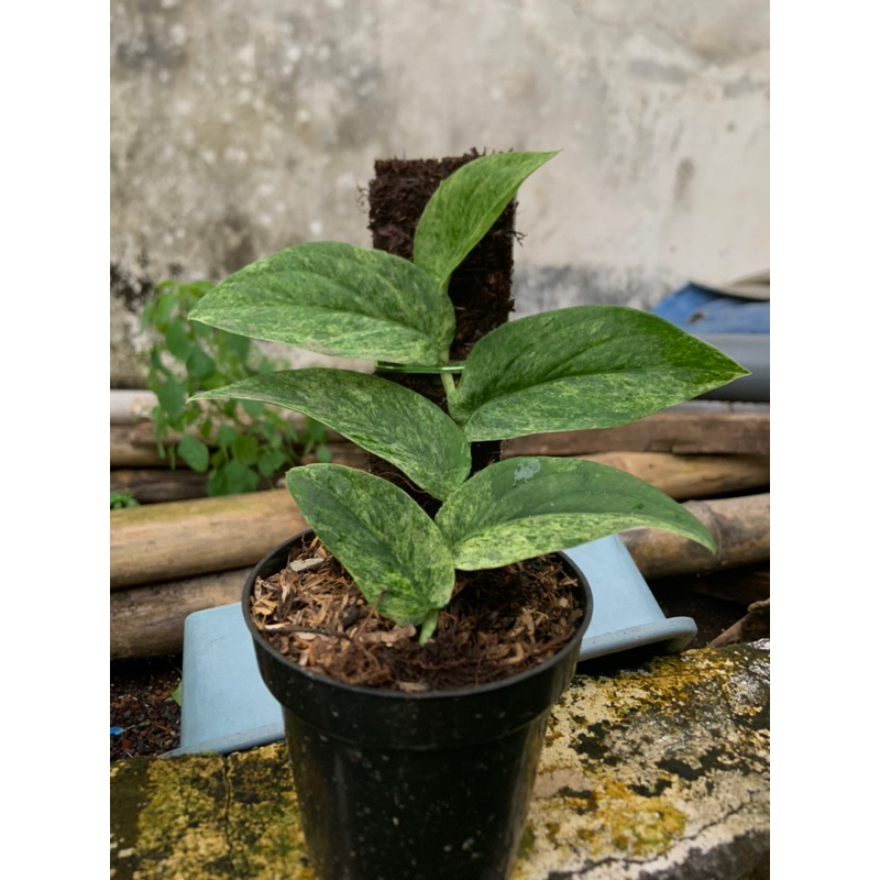 tanaman hias rhapidopora korthalsii variegata