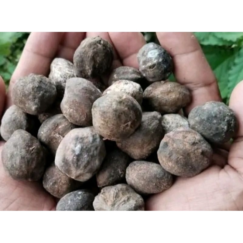 

kemiri glondongan masih utuh kering 1kg