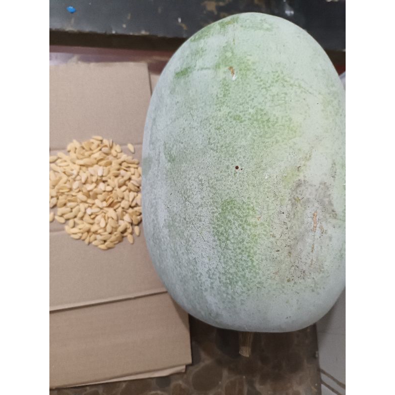 Benih bibit buah Kundur Bligo Winter Melon