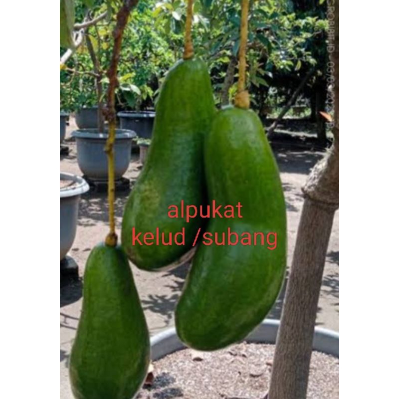 Bibit alpukat kelud /subang