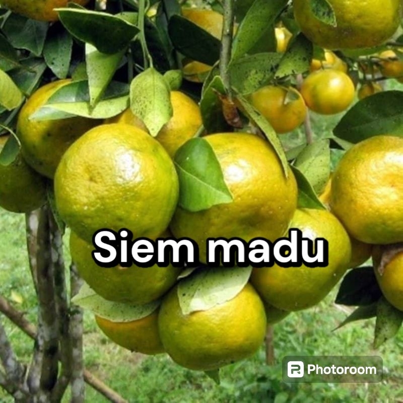 

Jeruk siem madu kondisi sudah berbuah