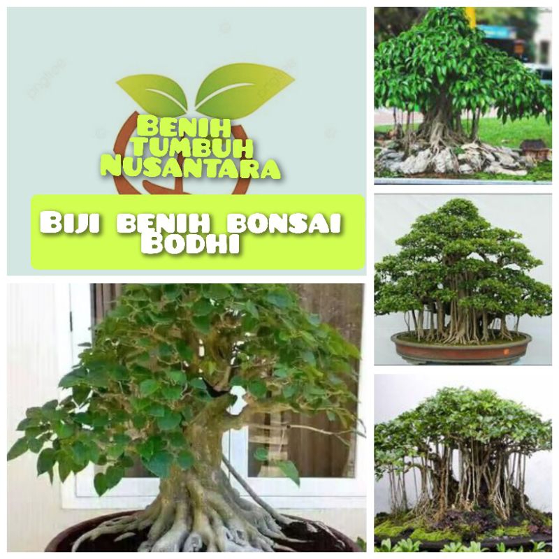 25 butir biji benih bonsai bodhi/Ara suci/ficus religiosa