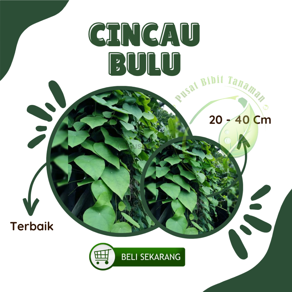 Bibit Cincau Hijau Rambat Bulu