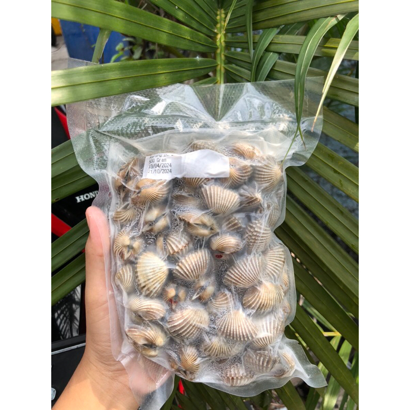 

Kerang Dara 500gr