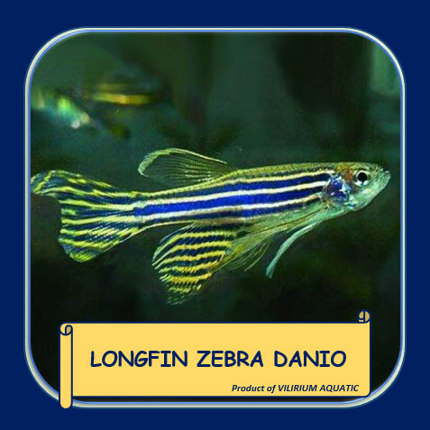 IKAN HIAS AIR TAWAR - LONGFIN ZEBRA DANIO / DANIO SLAYER / ZEBRA SLAYER