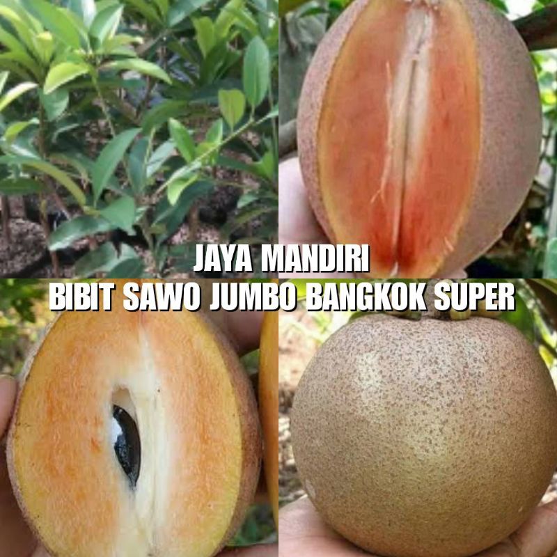 BIBIT SAWO JUMBO BANGKOK (SUPER)