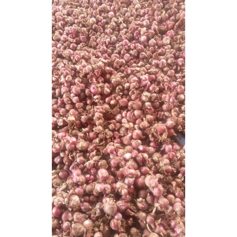 

Bawang Merah Premium Murah‼️
