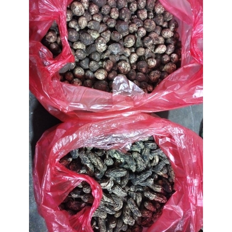 

Kacang Tanah dan Kacang Bogor