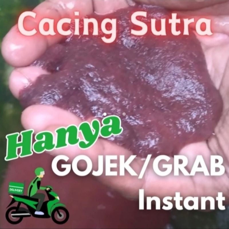 CACING SUTRA HIDUP 1 TAKAR 50- 60 ml | CACING SUTERA | TUBIFEX SP | PAKAN ALAMI | CACING HIDUP | TER