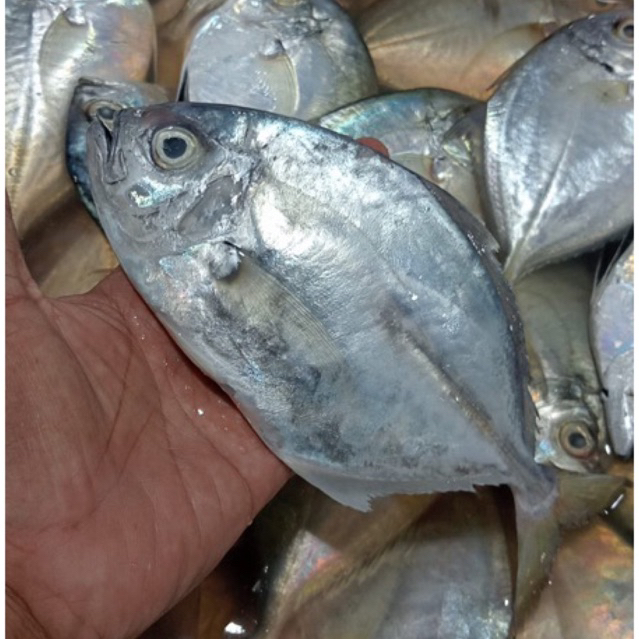 

Ikan Kuwe ikan Kue Segar Berkualitas FREE DIBERSIHKAN 1 Kg