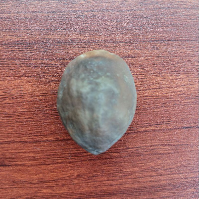 Muncang Adu Jawa ORI (MARJUDI)