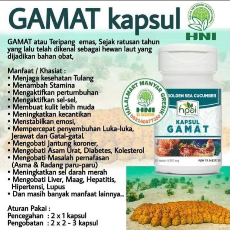 Gamat Kapsul HNI HPAI