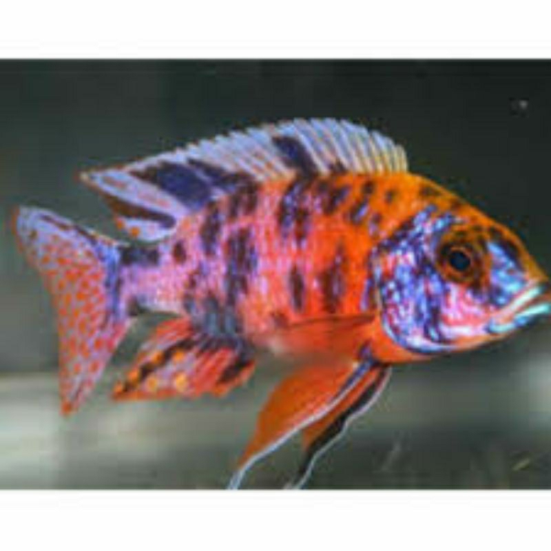 cichlid aulonacara ob peacock