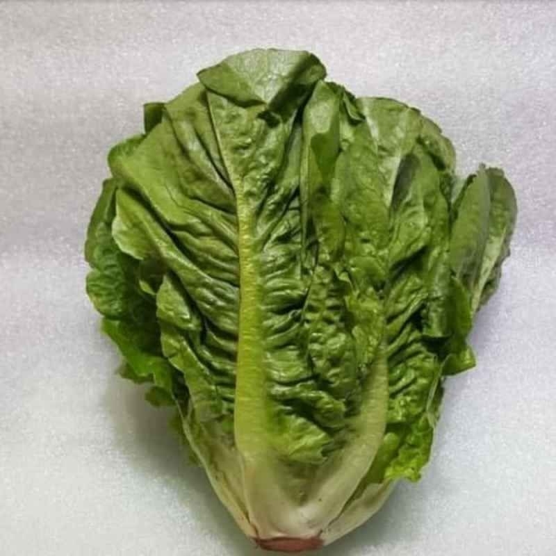 

lettuce romain 500gr