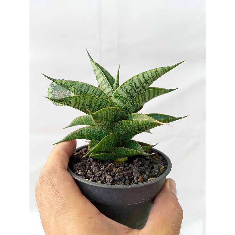 Sansevieria Hybrid Sindoro