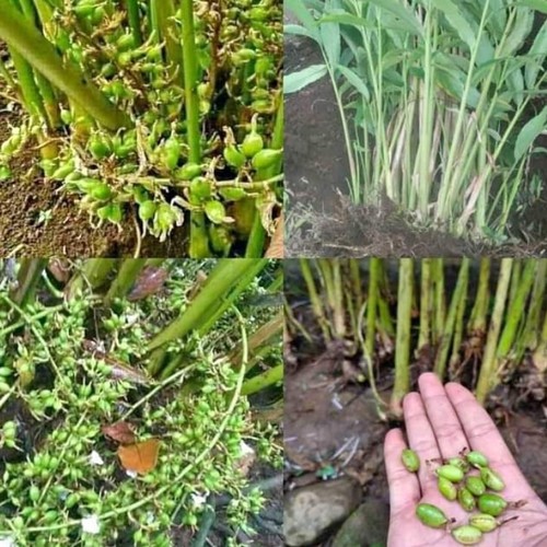 10 Bibit kapulaga india /hijau green super