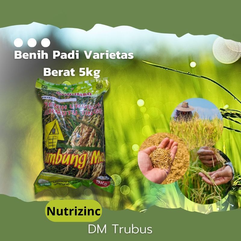 Benih Padi Inpari Varietas Nutrizinc Inpari IR Nutri Zinc Berat 10KG