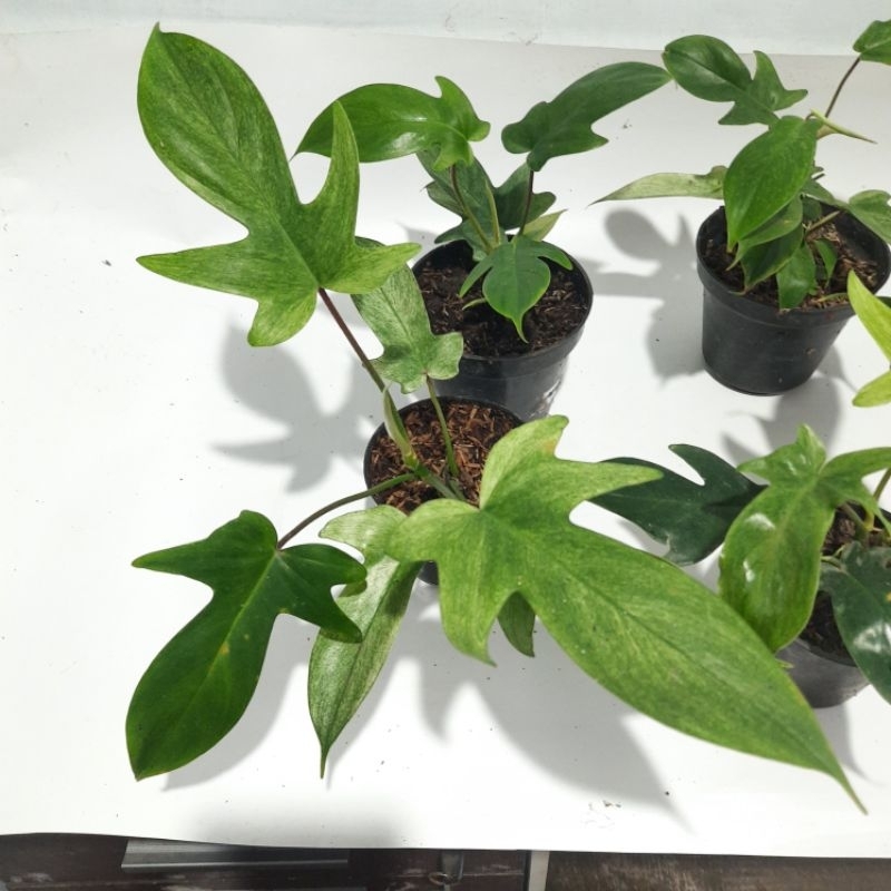 philodendron Florida ghost mint