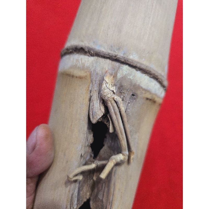 bambu petuk