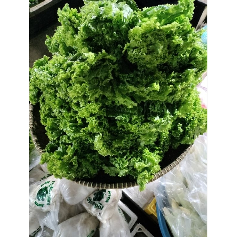 

Selada kriting (500gram)