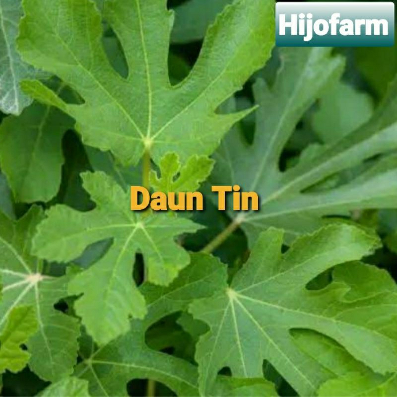 

Daun Tin Segar 5 Lembar