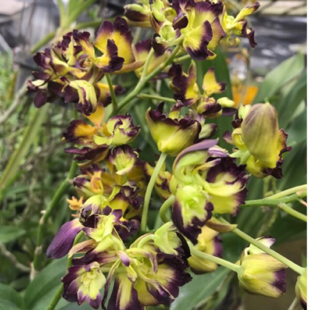 Anggrek Dendrobium MAWAR