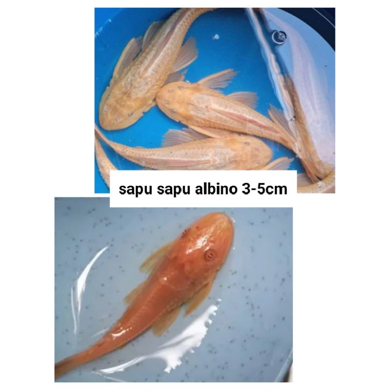 IKAN SAPU SAPU ALBINO / IKAN PEMBERSIH