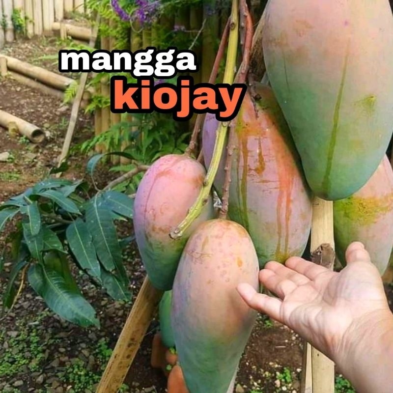 bibit mangga kiojay // bibit mangga import thailand