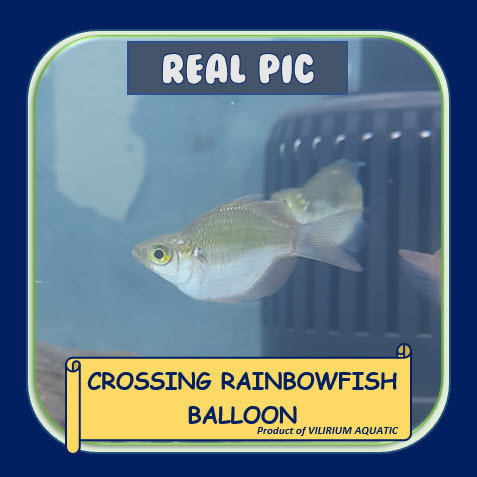 IKAN HIAS AIR TAWAR - RAINBOW CROSSING SHORBODY / RAINBOW CROSSING BALLOON