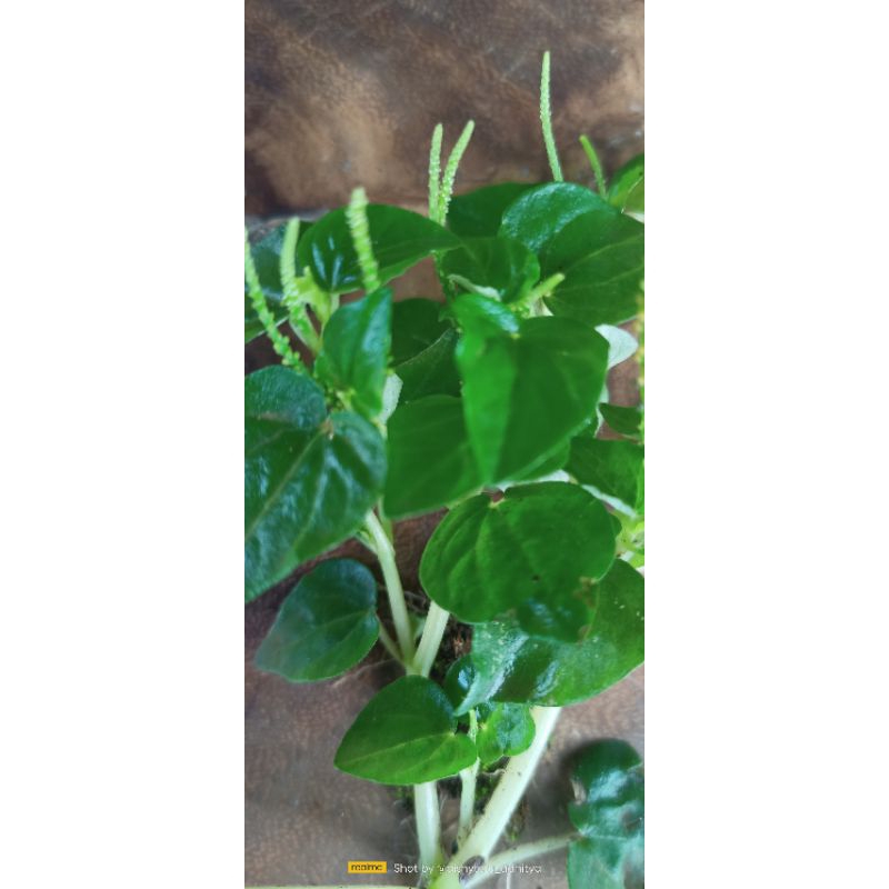 

Daun sirih china, Daun ketumpang air segar petik langsung kirim