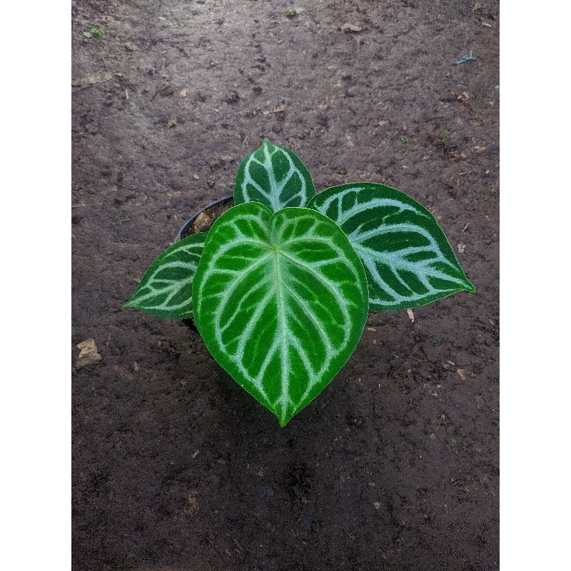 tanaman hias murah anthurium papilaminum red stem x moira ( real pick )