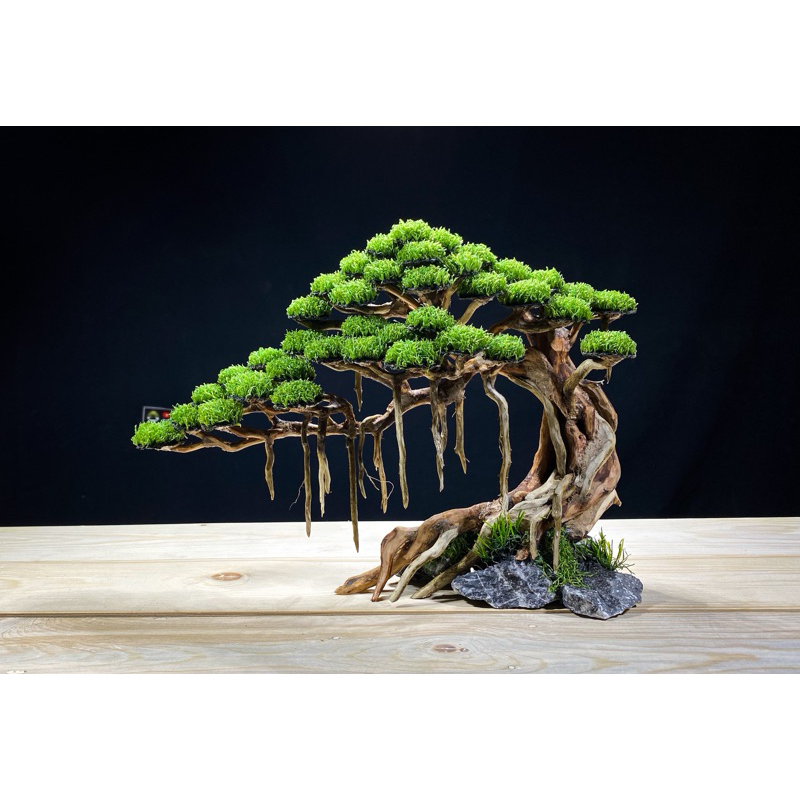 BONSAI AQUASCAPE SIAP PAKAI | BONSAI AQUARIUM | HIASAN AQUARIUM | AKSESORIS AQUARIUM