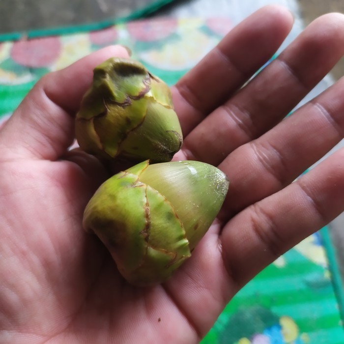 Buruluk/Mbuluk Kelapa Muda obat Diabetes Darah Tinggi