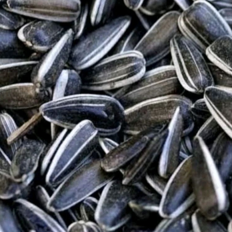 

Kuaci Matahari 200 Gram